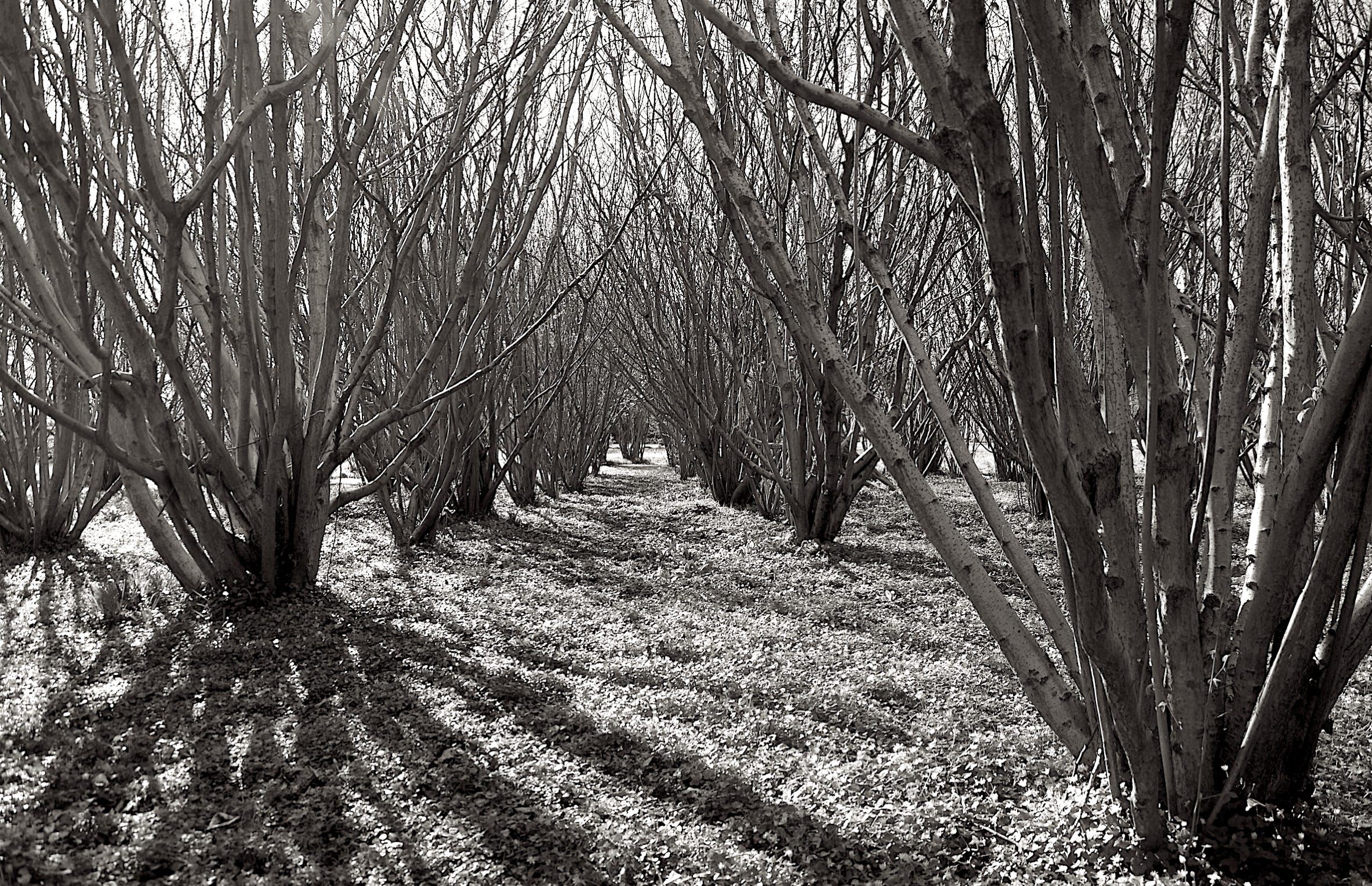 Anatomy of a Copse 2012-16 by Jane Boyd Normany France  In the spring, the light continuously re-draws the space directed by the winter pruning to reveal the organic defoliated structure.  