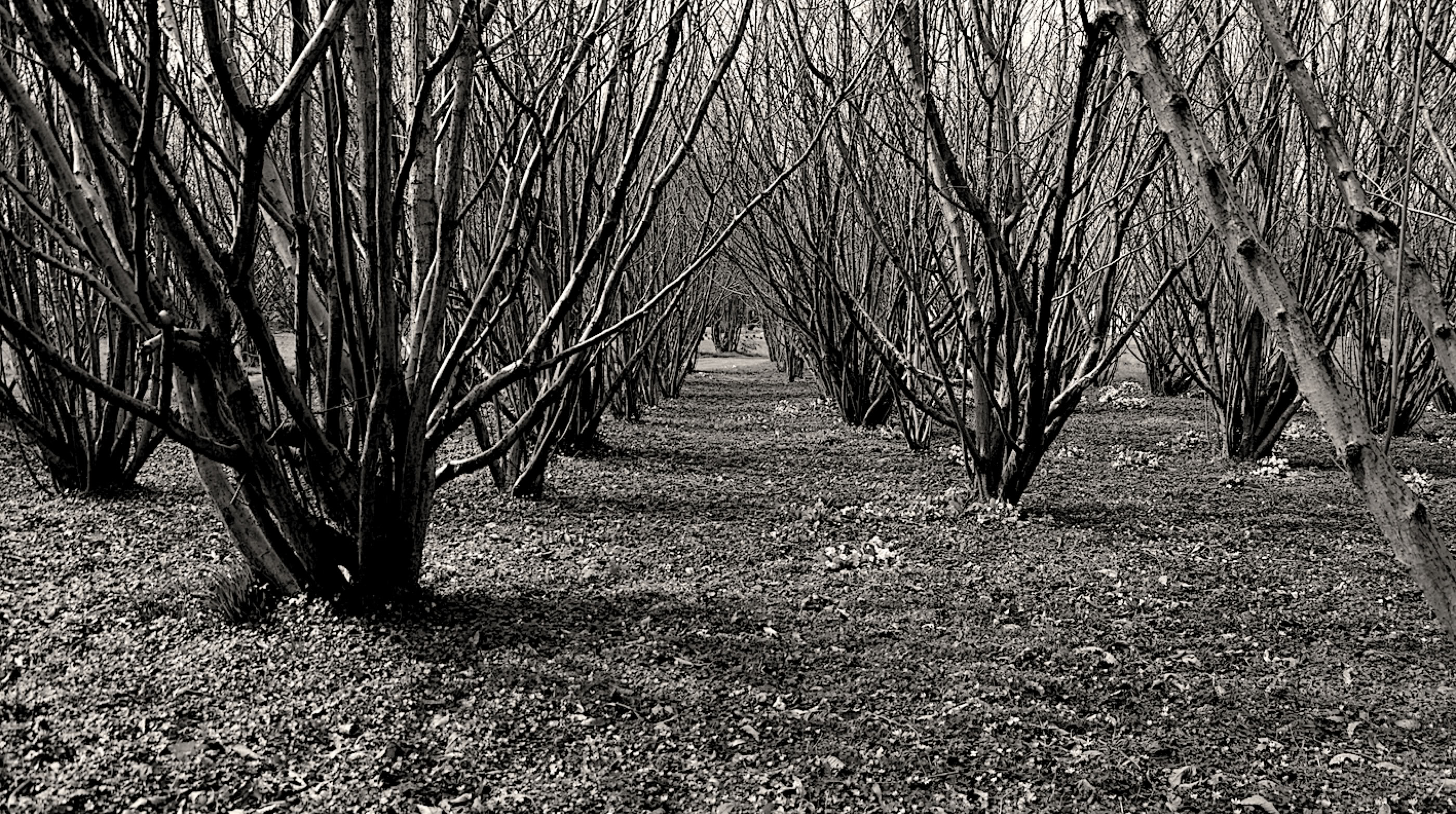 Anatomy of a Copse 2012-16 by Jane Boyd Normany France  In the spring, the light continuously re-draws the space directed by the winter pruning to reveal the organic defoliated structure.  